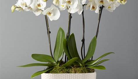 Etsy Orchid Plants S.