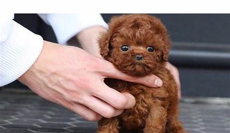 Craigslist Toy Poodle Puppiesfav Page Puppies выставлен на продажу в Хьюстоне