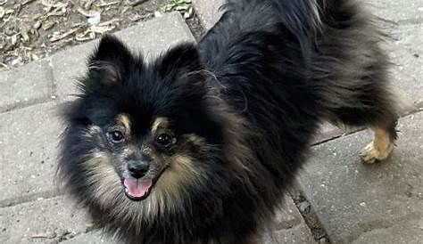 Крейгслист Tulare и Висалия Померанская Akc щенок