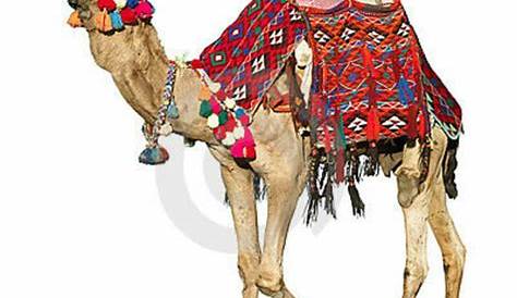 Camel Saddle Определение S с красочным традиционным белым цветом