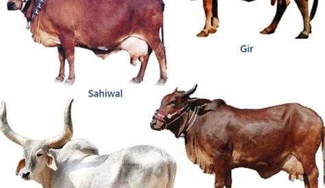 Особый вид рогатого скота найден в Индии Filekhillri Cow Jpg Biodiversity Di Wiki