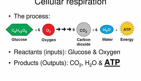 Etc Reactants Cellular Respiration Review Ppt Скачать