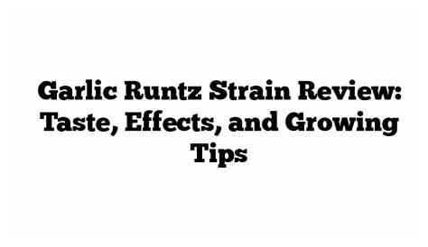 Обзор чеснока Runtz Strain Allbud и руководство по росту, всесторонний взгляд 2025