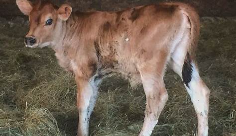 Крейгслист Eau Claire Farm Brown Swiss Bull Calf & Garden