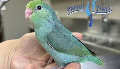 Заводчики птиц в Мичигане (Mich Michigan Male Pacific Parrotlet Breeder)