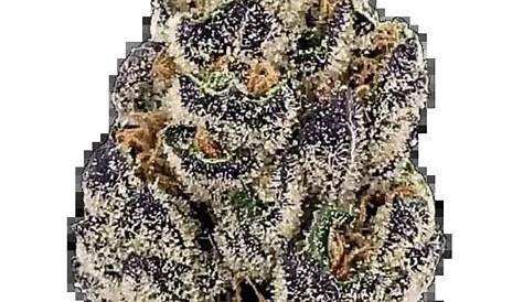 Фиолетовый Gmo Strain Punch Cannabis Seeds X Punch