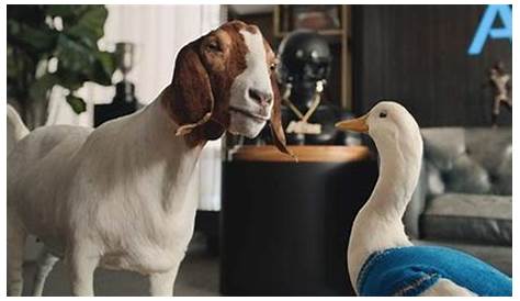 Aflac Commercial с козьей уткой берет на себя «разрыв» медицинского долга