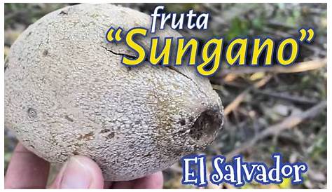 Sunganos Fruta 17 лучших фото о Сальвадоре на Pinterest
