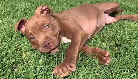 Оригинальное название: Inland Empire Free Puppies Puppy And Pets