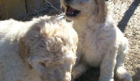 Hoobly Com Double Registered Akc & Ckc Royal Standard Poodle Puppies Poodle (недоступная ссылка — история).