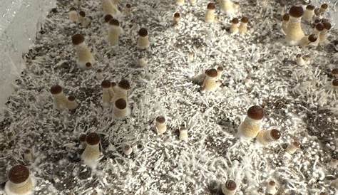 Золотой учитель Пин, чтобы собрать грибов культивирование Shroomery сообщение
