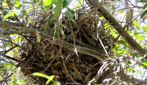Где делают Opossums Nest Possum Блог Питер Поссум и Человек-птица