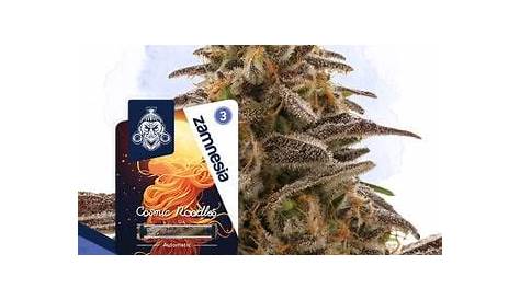 Superior Strains Eden Prairie покупает семена конопли
