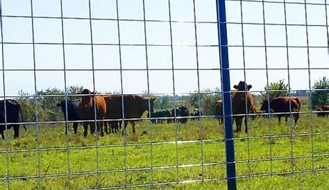 Fence Stakes Tractor Supply Fencing Co. (недоступная ссылка)