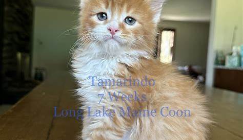 Главная » Коты » Craigslist Coon Kittens
