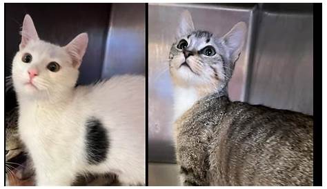 Бесплатные котята Cape Cod встретили Тэгу и Талапию, брата и сестру Пару, которые ищут
