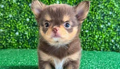 500 Rehoming Fee Teacup Chihuahua Puppies Pets Craigslist (недоступная ссылка)