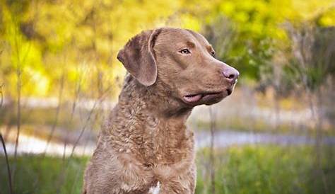 Chesapeake Dogs & Cats Inc. и ведущий благотворительного проекта