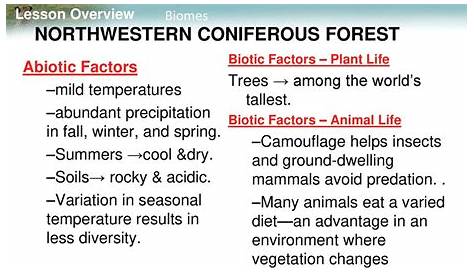 Абиотические факторы хвойного леса Ppt Biome Powerpoint Presenttion бесплатно