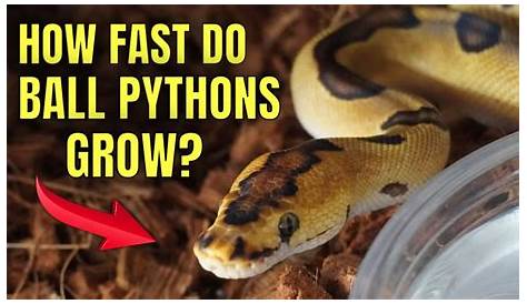 Как быстро Pythons перемещает мяч, как растет рептилии-захватчики обновляют Youtube