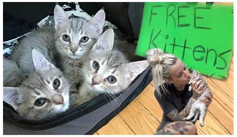 Бесплатные котята Springfield Mo in My Area Lesmyl Scuisine