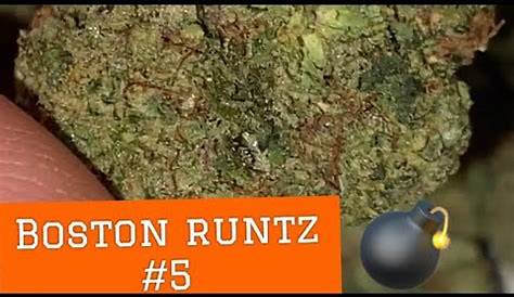 Boston Runtz Strain Allbud Обзор и руководство по развитию, всесторонний взгляд 2025