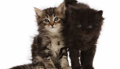 Котята Craigslist Denver 48 Hq Фото Black для продажи Красивая черная половина