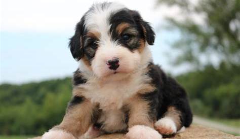 Bernedoodle Breeder Nj Black Tri Mini Dayton New Jersey