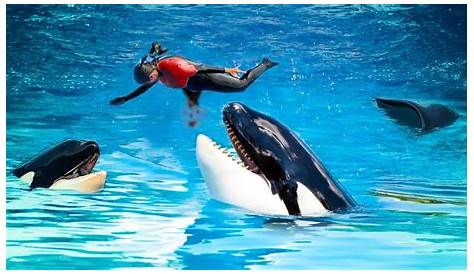 Tilikum Attackforum: The Notorious Truth Behind the Killer Orca (альбом)