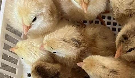 Куры на продажу в Вирджинии и Пуллетс Virgia Mranimal Farm