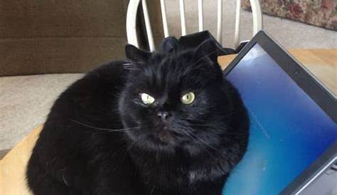 Гринвилл Спартанбург Craigslist Pets Memorable Webzine Picture Library