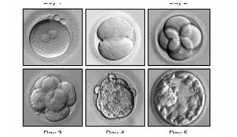 4bb Embryo Day 6 Что означает «идеальный» воин Ivf