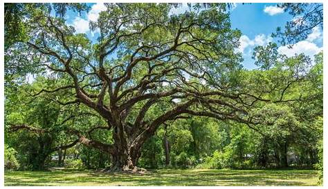 Mcallen Craigslist Farm and Garden by Oak Trees & Sale (недоступная ссылка — история).