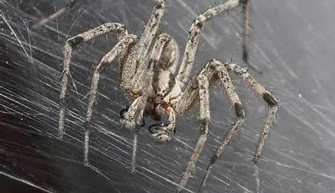 Tipos De Arañas En Texas Intificación Y Control Las