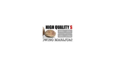 Ilgm Seeds Seed Bank Premium Marijuana выставлен на продажу в интернете