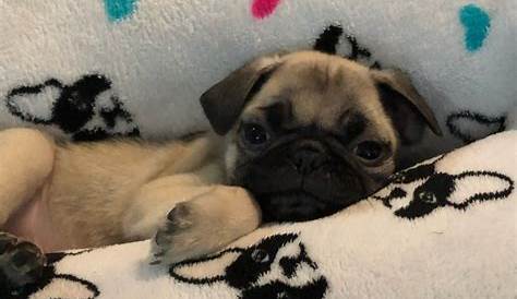 Мопсовые щенки Висконсин на продажу Kaukauna Wi 311419 Petzlover