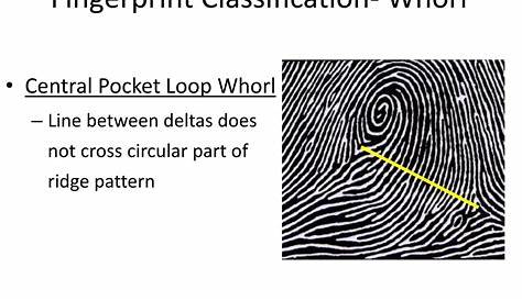 Central Pocket Loop Ppt Отпечатки пальцев Powerpoint Презентация Бесплатная загрузка Id3930859