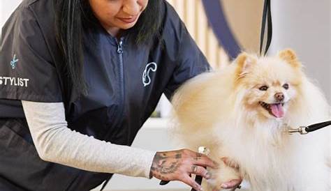 Petco Groomers в Сиэтле