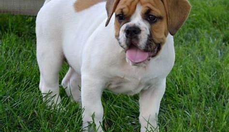 Beabull Puppy Beagle X Bulldog Mix Щенки для тренировок по темпераменту