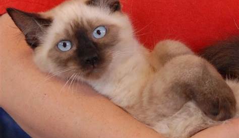 Сиамский кот Аладдин — очаровательный кот для Иона, кто его трое