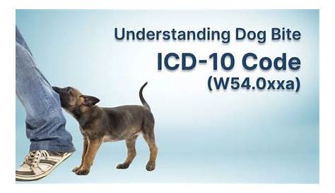 Scratch by Dog Icd 10 кодов укусов, которые помогут понять травмы и категории