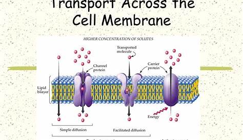 Транспорт в клетках Quizlet Cell Diagram