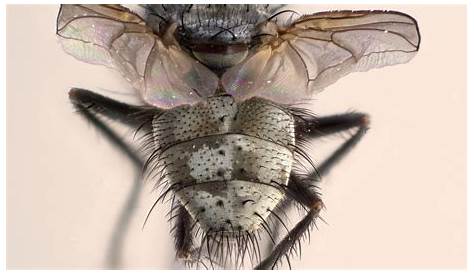 Обновленный Fly Genitalia Stacks Chrisr