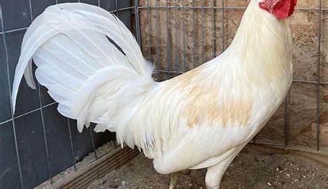 White Albany Gamefowl Game Fowl Pictures (альбом)