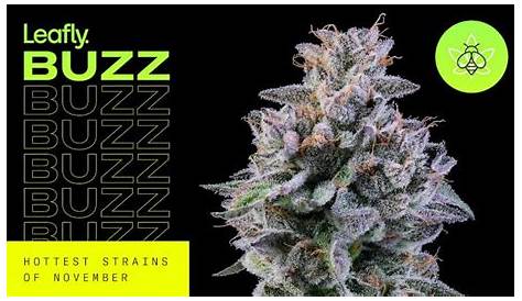 Leafly Strain Buzz 12 лучших конопли декабря