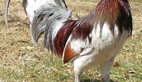 Belle Farm Gamefowl запускает Html в Южной Каролине