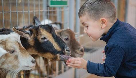 Зоопарк Lubbock Petting Zoo 15 лучших вещей, которые нужно сделать в 2022 году с помощью Tripadvisor