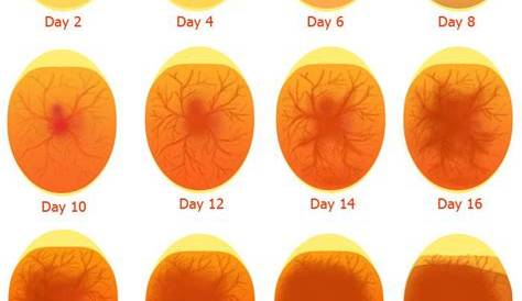 Инкубация яиц в Турции Eggs Chart Egg Incubation