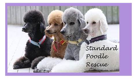 Poodle Rescue Michigan Standard в полном списке любовников