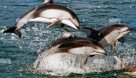 Дельфины на Аляске Тихий океан, белоснежные Lagenorhynchus Obliquidens Resurrection